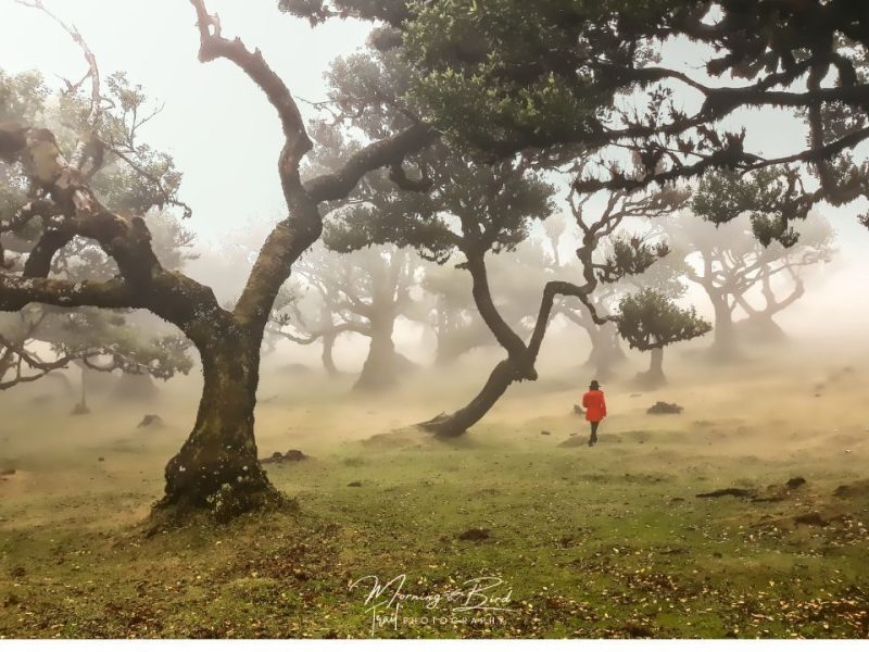 The mystic and mysterious Fanal&nbsp;Forest