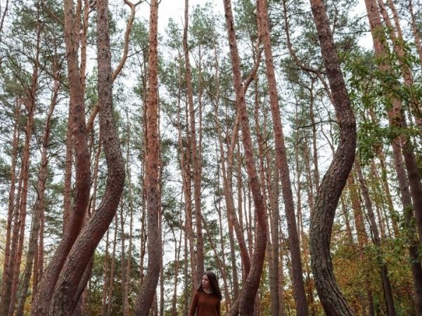 The crooked forest of&nbsp;Poland