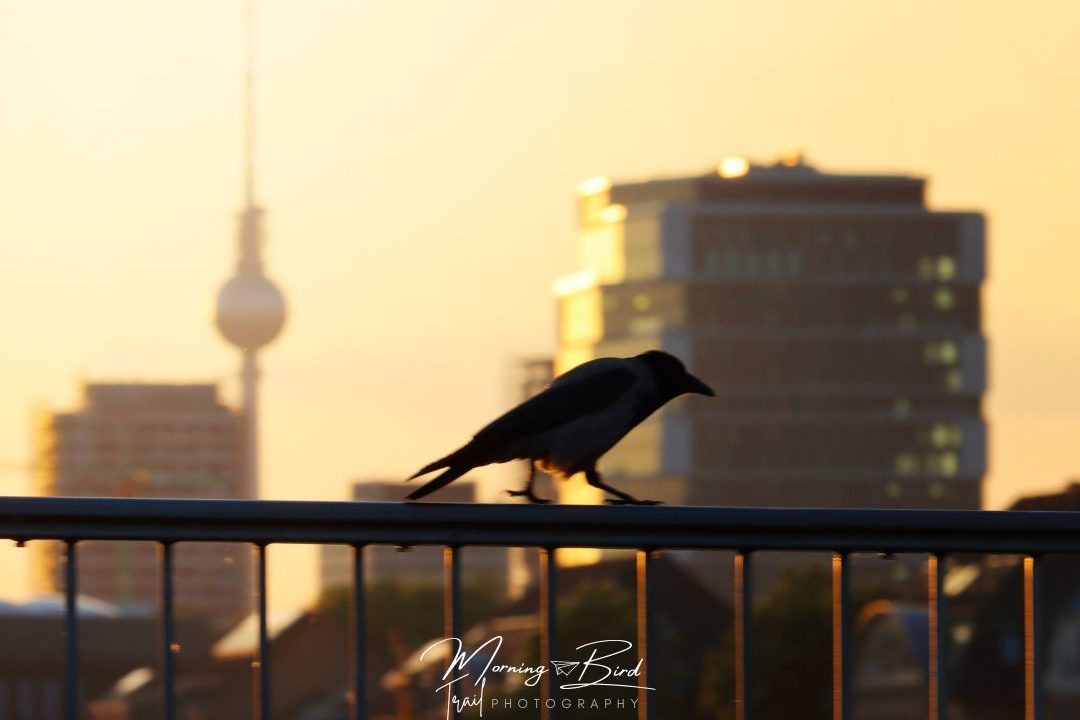 Raven at the sunset with the background of Berlin's TV tower