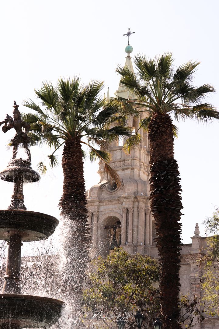 tower of Arequipa cathedral in Plaza de Armas with two palm trees in front of it and then a fountain further in front. 