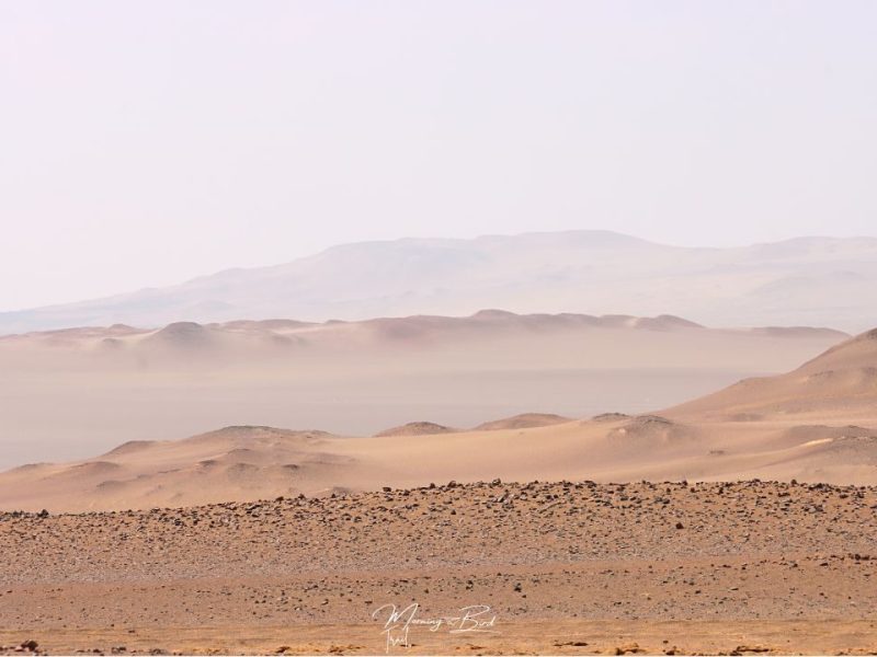 Explore Paracas, Ballestas Islands & Huacachina in 2 Days – Coastal Peru&nbsp;Trip